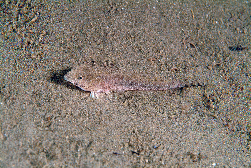 Callionymus risso